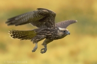 Sokol rároh - Falco cherrug - Saker Falcon