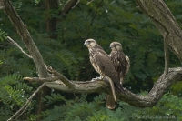 Sokol rároh - Falco cherrug - Saker Falcon