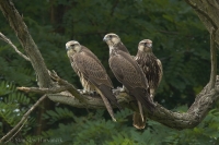 Sokol rároh - Falco cherrug - Saker Falcon
