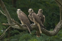 Sokol rároh - Falco cherrug - Saker Falcon