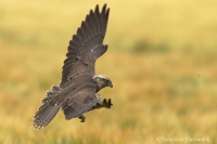 Sokol rároh - Falco cherrug - Saker Falcon