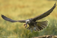 Sokol rároh - Falco cherrug - Saker Falcon