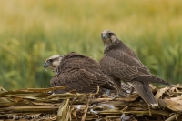 Sokol rároh - Falco cherrug - Saker Falcon