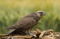 Sokol rároh - Falco cherrug - Saker Falcon