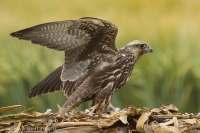 Sokol rároh - Falco cherrug - Saker Falcon