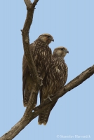Sokol rároh - Falco cherrug - Saker Falcon