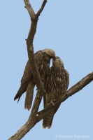 Sokol rároh - Falco cherrug - Saker Falcon