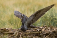 Sokol rároh - Falco cherrug - Saker Falcon
