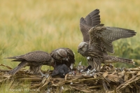 Sokol rároh - Falco cherrug - Saker Falcon