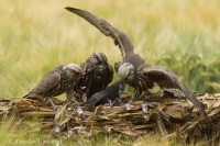 Sokol rároh - Falco cherrug - Saker Falcon