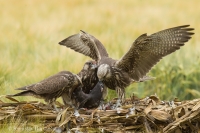 Sokol rároh - Falco cherrug - Saker Falcon