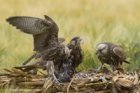 Sokol rároh - Falco cherrug - Saker Falcon