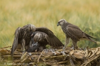 Sokol rároh - Falco cherrug - Saker Falcon