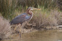 Volavka purpurová - Ardea purpurea - Purple Heron