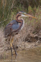 Volavka purpurová - Ardea purpurea - Purple Heron