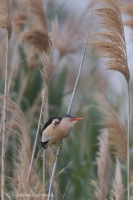 Bučiačik močiarny - Ixobrychus minutus - Little Bittern