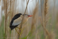 Bučiačik močiarny - Ixobrychus minutus - Little Bittern