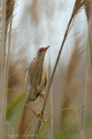 Bučiačik močiarny - Ixobrychus minutus - Little Bittern