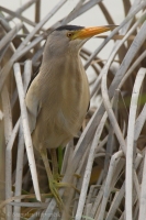 Bučiačik močiarny - Ixobrychus minutus - Little Bittern