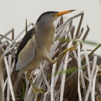 Bučiačik močiarny - Ixobrychus minutus - Little Bittern