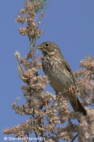 Strnádka lúčna - Miliaria calandra - Corn Bunting