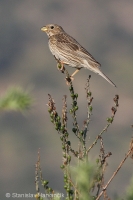Strnádka lúčna - Miliaria calandra - Corn Bunting