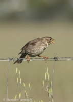Strnádka lúčna - Miliaria calandra - Corn Bunting