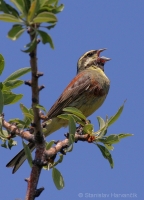 Strnádka svrčivá - Emberiza cirlus - Cirl Bunting