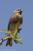 Strnádka svrčivá - Emberiza cirlus - Cirl Bunting