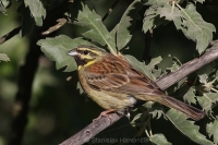 Strnádka svrčivá - Emberiza cirlus - Cirl Bunting