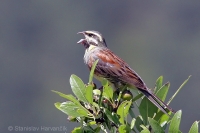 Strnádka svrčivá - Emberiza cirlus - Cirl Bunting