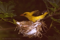Vlha obyčajná - Oriolus oriolus - Golden Oriole