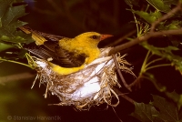 Vlha obyčajná - Oriolus oriolus - Golden Oriole