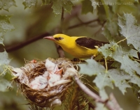 Vlha obyčajná - Oriolus oriolus - Golden Oriole