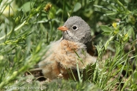 Strnádka skalná - Emberiza buchanani - Grey-necked Bunting