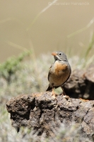 Strnádka skalná - Emberiza buchanani - Grey-necked Bunting