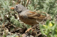 Strnádka skalná - Emberiza buchanani - Grey-necked Bunting