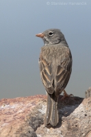 Strnádka skalná - Emberiza buchanani - Grey-necked Bunting