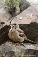 Strnádka skalná - Emberiza buchanani - Grey-necked Bunting