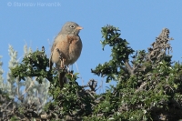 Strnádka skalná - Emberiza buchanani - Grey-necked Bunting