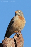 Strnádka skalná - Emberiza buchanani - Grey-necked Bunting