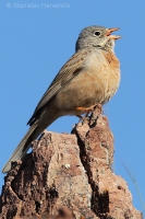 Strnádka skalná - Emberiza buchanani - Grey-necked Bunting