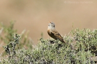 Strnádka skalná - Emberiza buchanani - Grey-necked Bunting