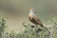 Strnádka skalná - Emberiza buchanani - Grey-necked Bunting