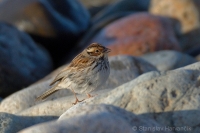 Strnádka malá - Emberiza pusilla - Little Bunting