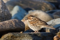 Strnádka malá - Emberiza pusilla - Little Bunting