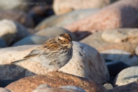 Strnádka malá - Emberiza pusilla - Little Bunting