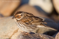 Strnádka malá - Emberiza pusilla - Little Bunting