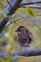 Strnádka malá - Emberiza pusilla - Little Bunting