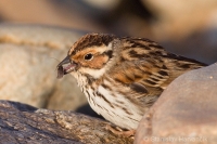 Strnádka malá - Emberiza pusilla - Little Bunting